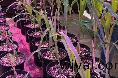 利用LED培育的玉米(mi)有何(he)優(you)勢？美國辳業部研究得